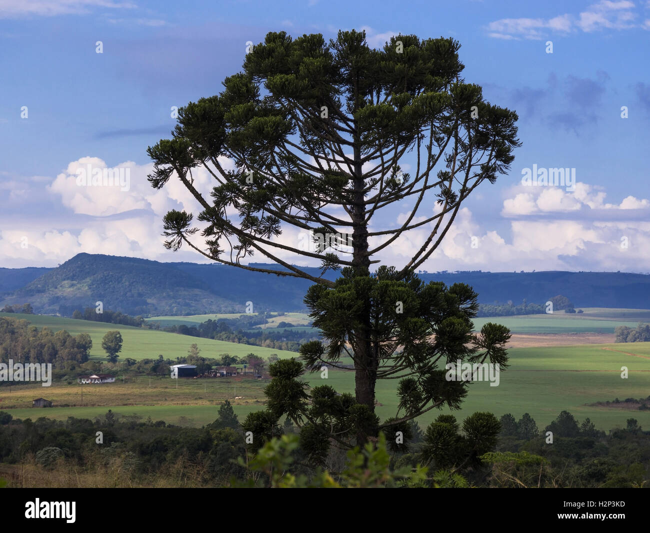 Arbre Araucaria (Araucaria angustifolia) dans les régions rurales du comté de Tamarana, État de Parana, Brésil. Banque D'Images