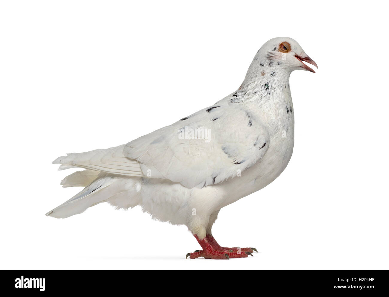 Roucoulement de pigeon Banque de photographies et d'images à haute  résolution - Alamy