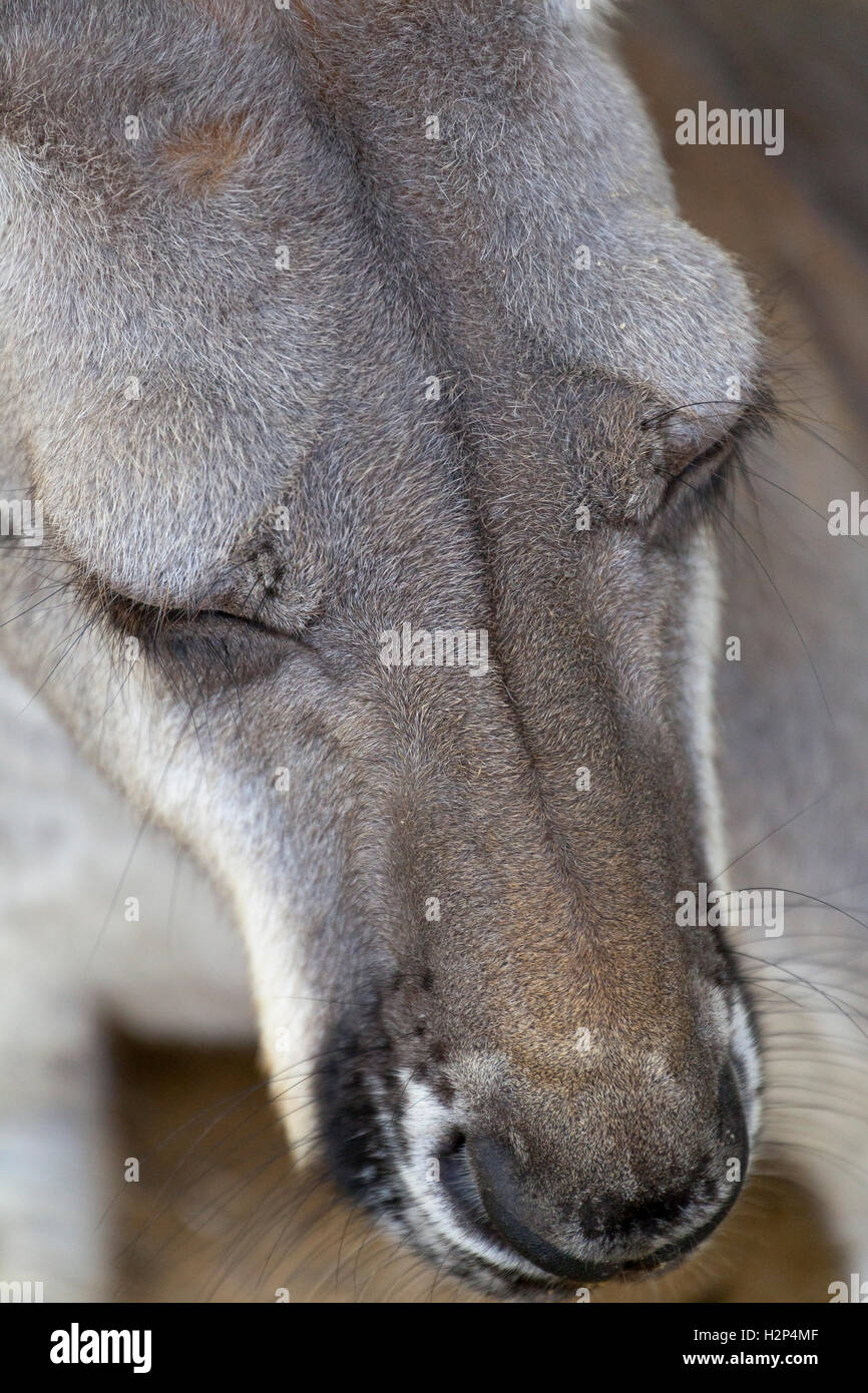 Kangourou gris de l'Ouest, Close up Banque D'Images