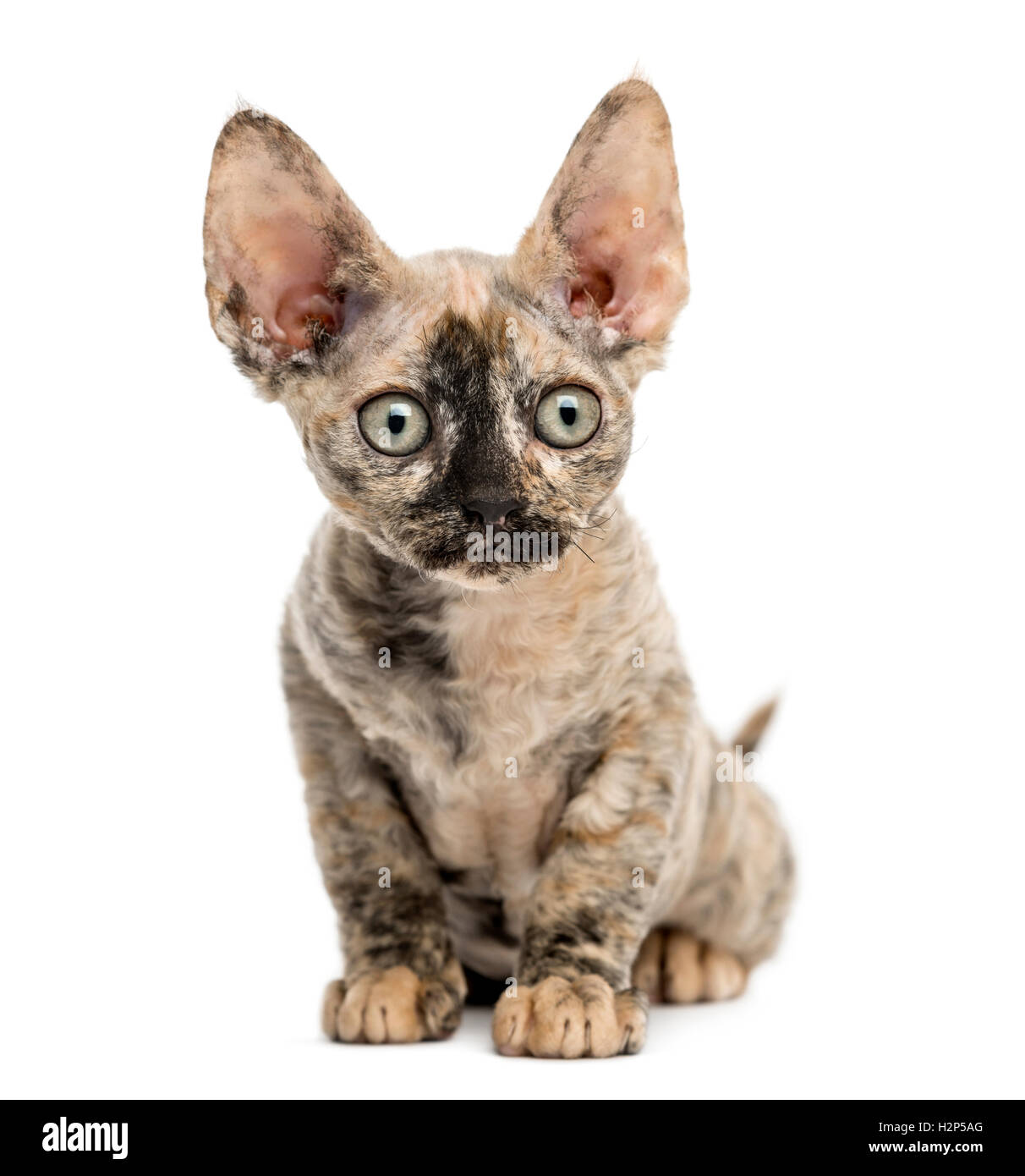 Devon Rex cat sitting isolated on white Banque D'Images