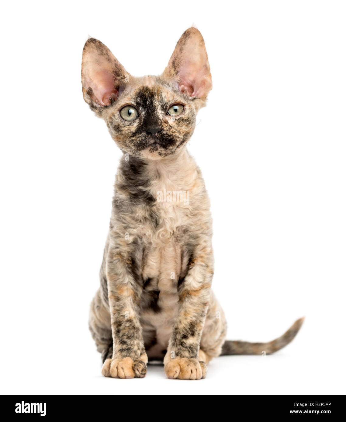 Devon Rex cat sitting isolated on white Banque D'Images