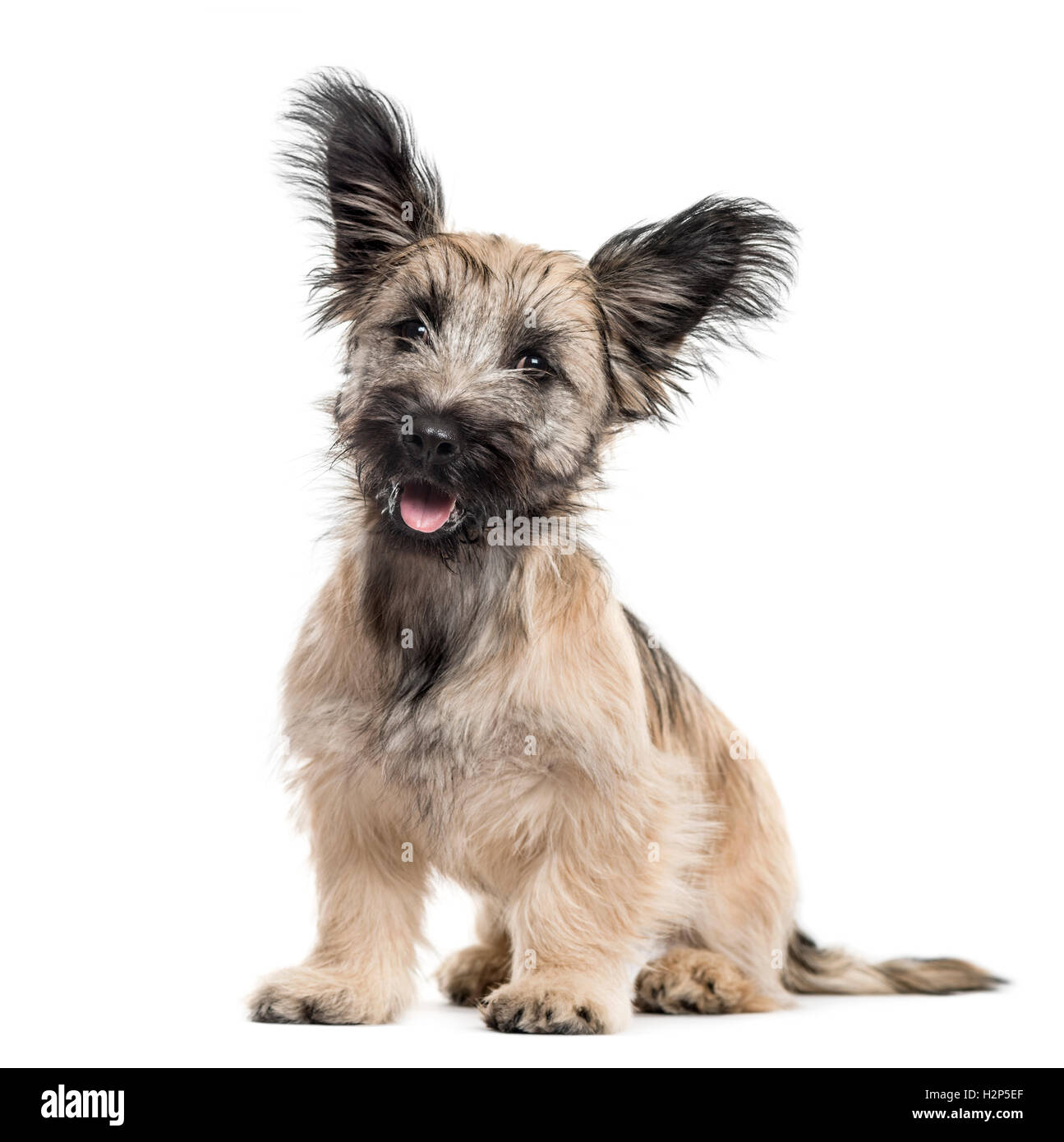 Skye Terrier dog sitting isolated on white Banque D'Images