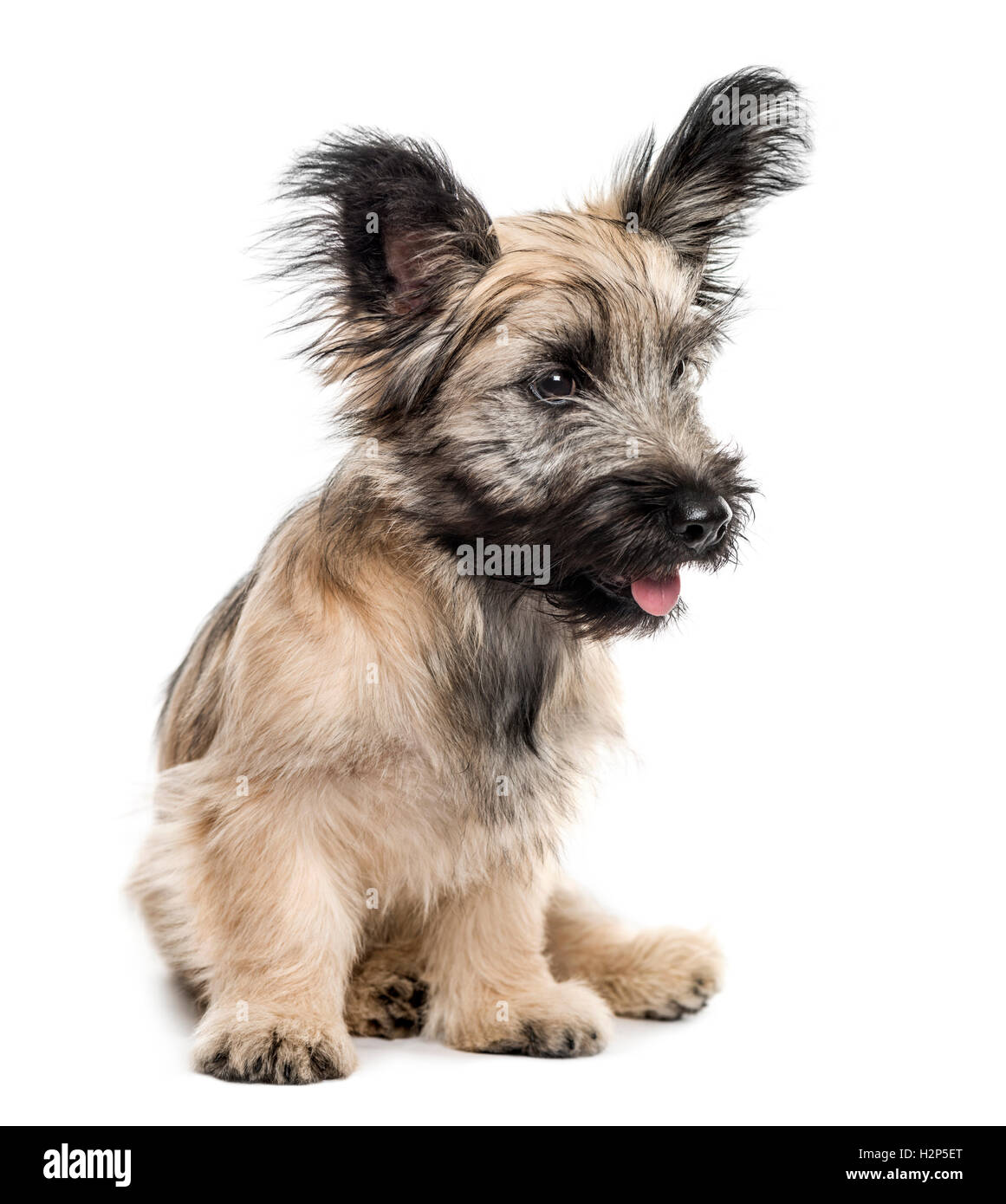 Skye Terrier chien assis à l'écart isolated on white Banque D'Images