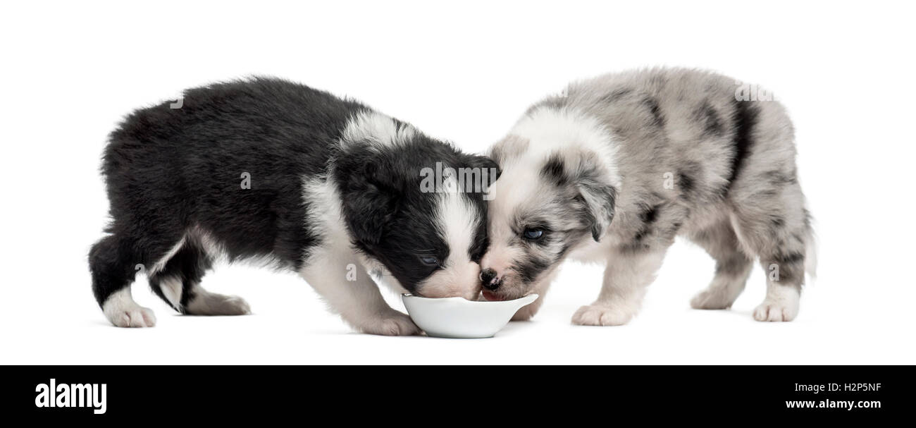 Deux chiots rocé boire isolated on white Banque D'Images