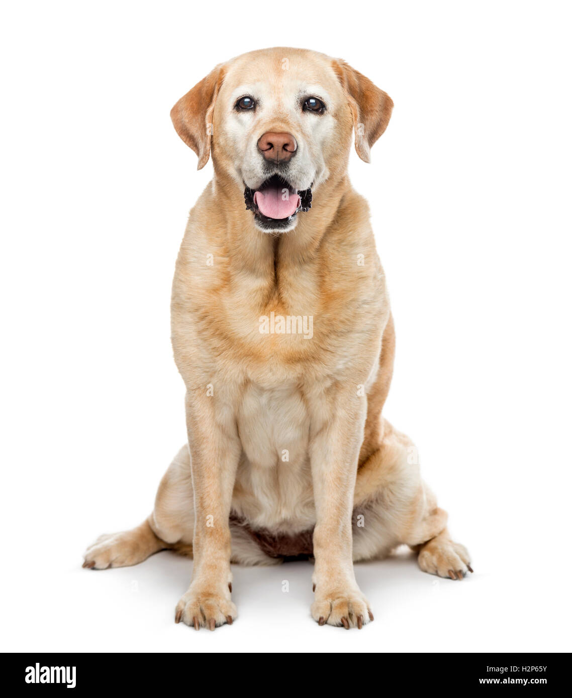 Vieux Labrador Retriever, 11 ans, assis et looking at camera, isolated on white Banque D'Images