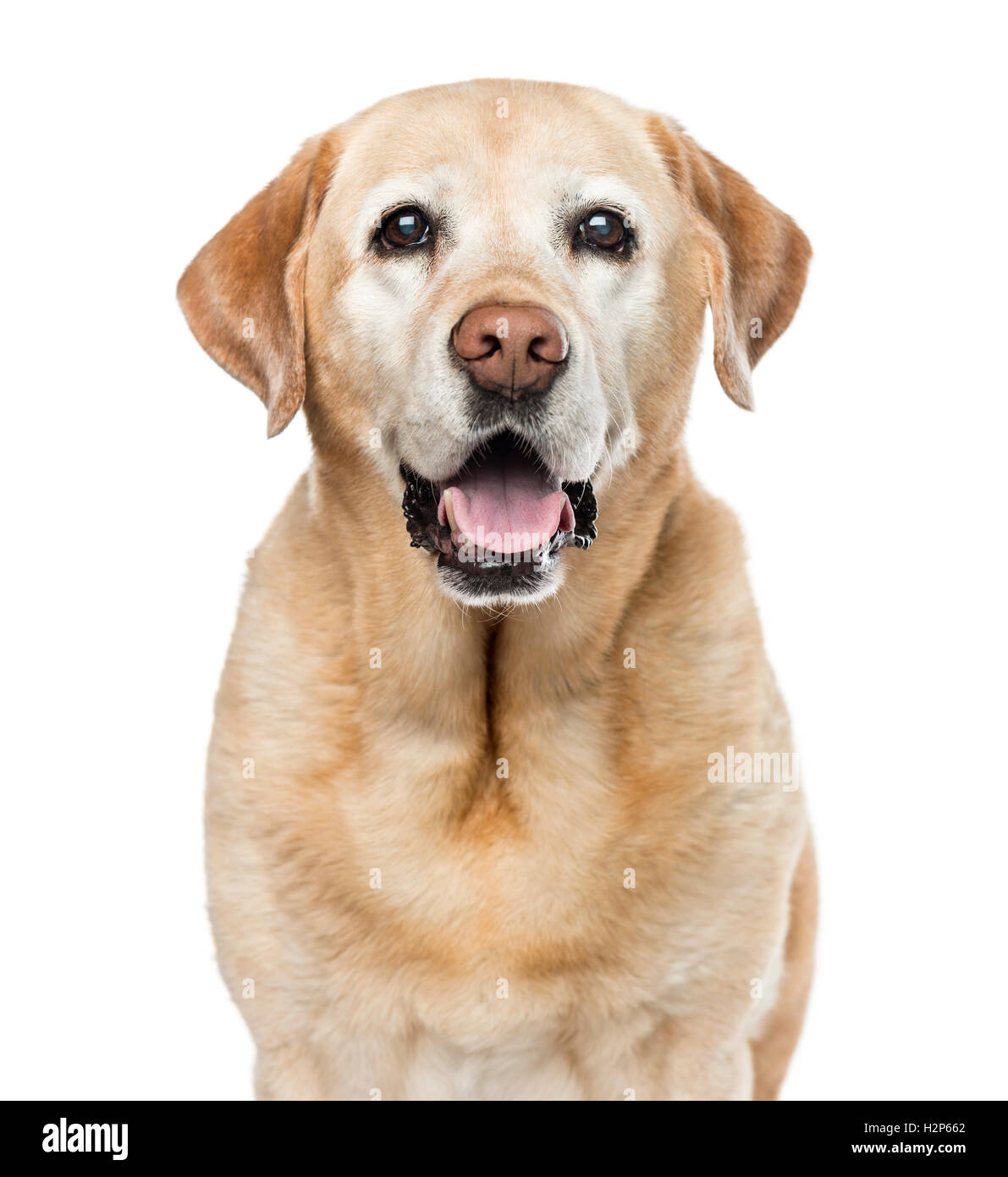 Close-up of Labrador Retriever, 11 ans, looking at camera, isolated on white Banque D'Images