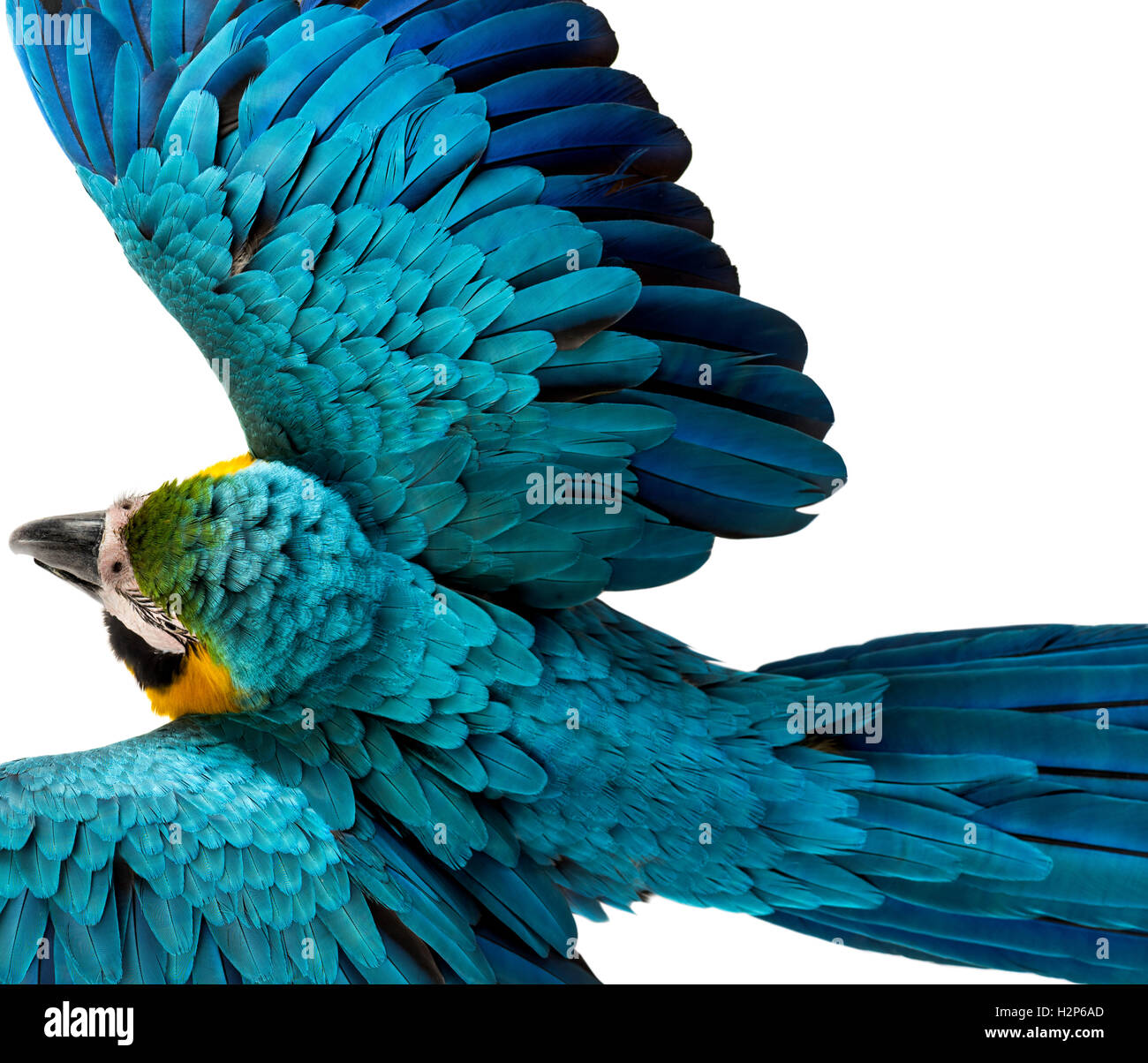 Vue de dessus d'un bleu-et-jaune Macaw battant isolated on white Banque D'Images Vue de dessus d'un bleu-et-jaune Macaw battant isolated on white Banque D'Images