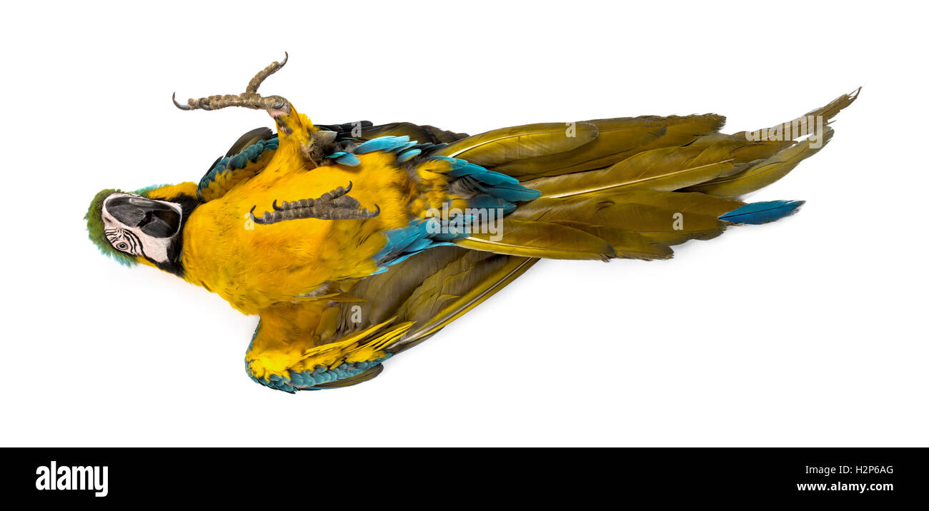 Blue-and-yellow Macaw allongé sur le dos isolated on white Banque D'Images Blue-and-yellow Macaw allongé sur le dos isolated on white Banque D'Images