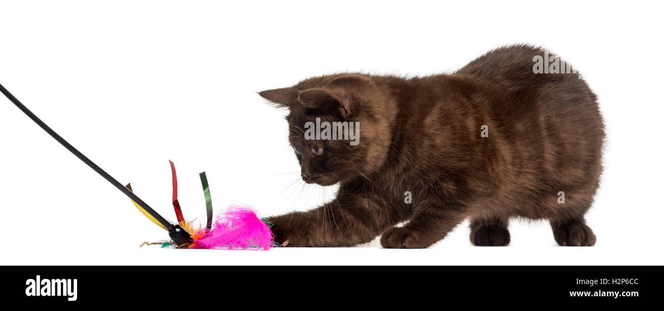 Young British Shorthair chaton jouant avec un stick toy isolated on white Banque D'Images