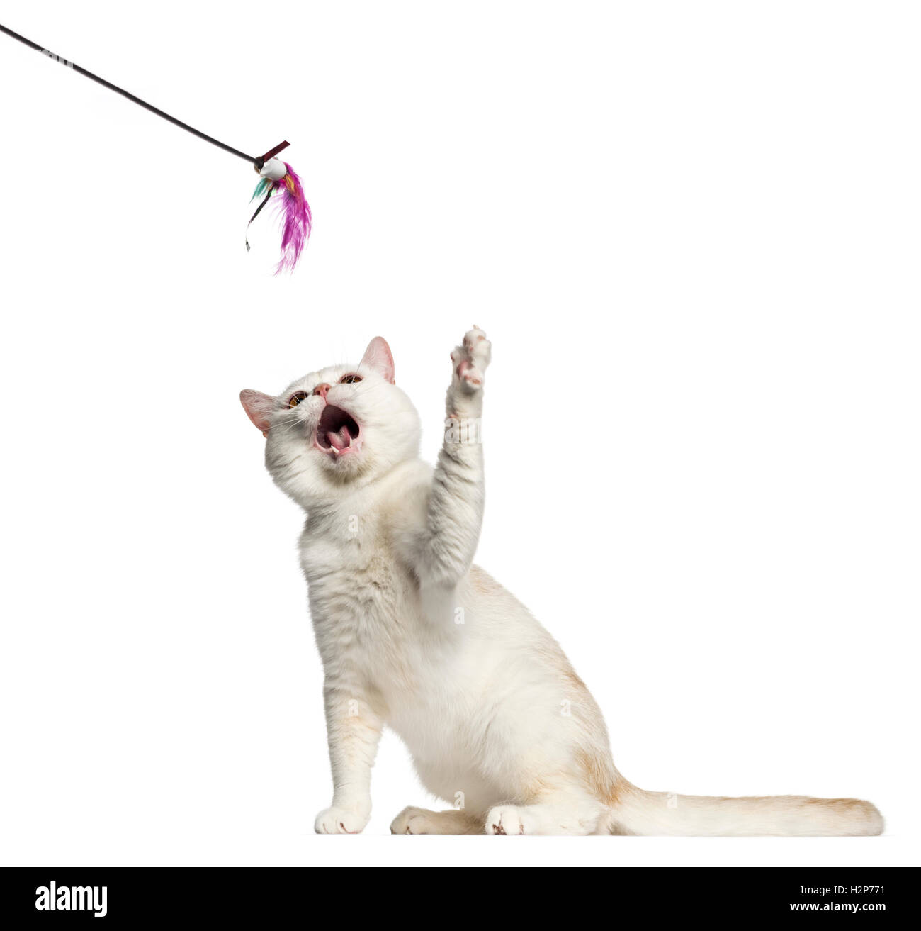 Vue latérale d'une séance de chat British Shorthair et jouer avec un bâton toy isolated on white Banque D'Images