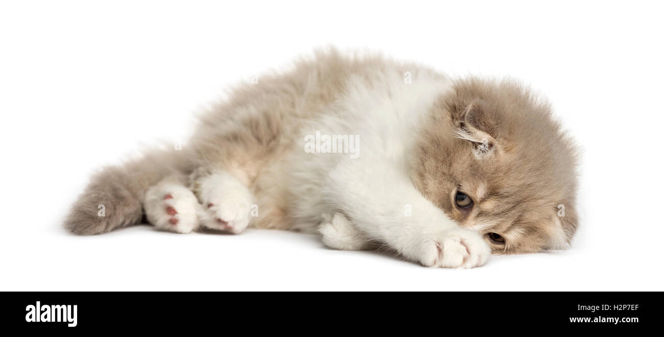Les jeunes Highland Fold chaton couché sur le côté isolé sur blanc Banque D'Images