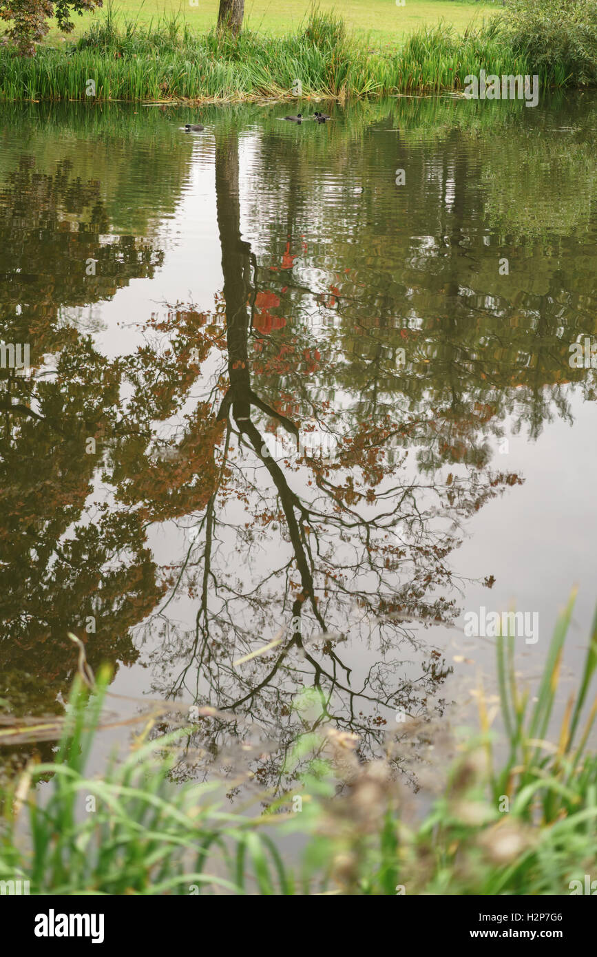 Dans la réflexion de l'arbre dans l'étang du parc de la ville en saison d'automne Banque D'Images