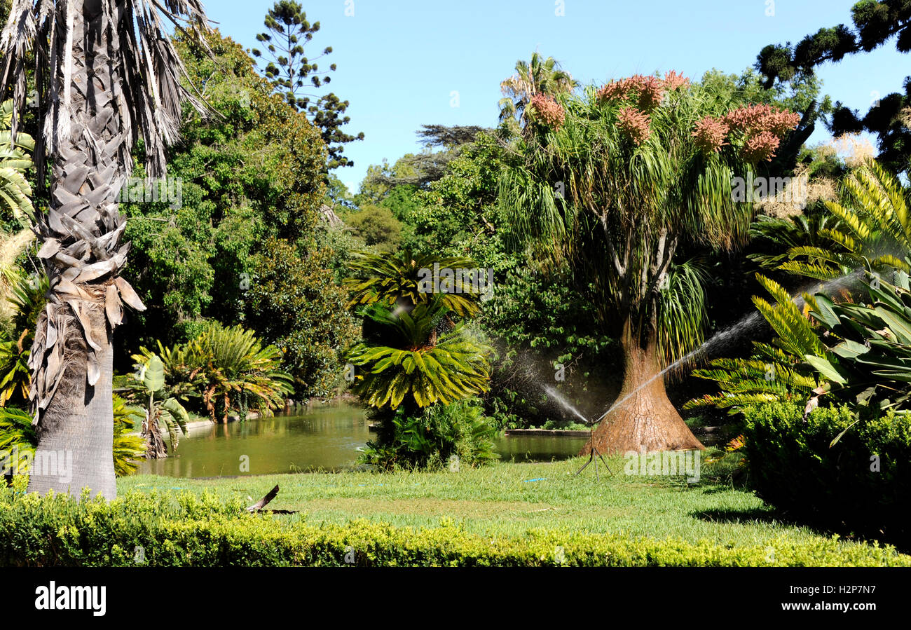 Arbre généalogique pied éléphants, Nolina recurvata, Jardim Botanico, Le Jardin Tropical Botanic Garden, Belem, Lisboa, Lisbonne, Portugal Banque D'Images