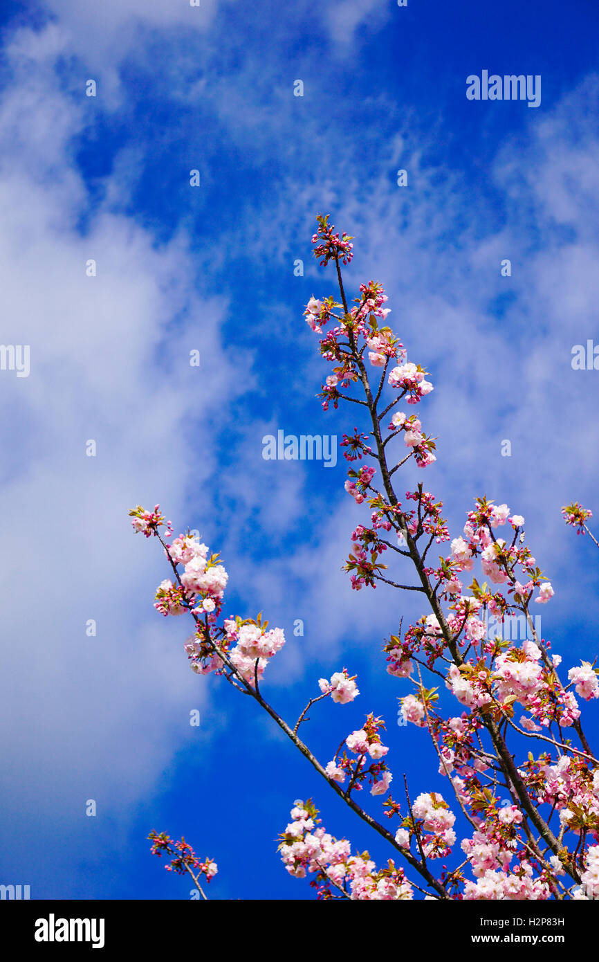 Belles fleurs de cerisier rose sous ciel bleu clair près du lac Taupo Banque D'Images