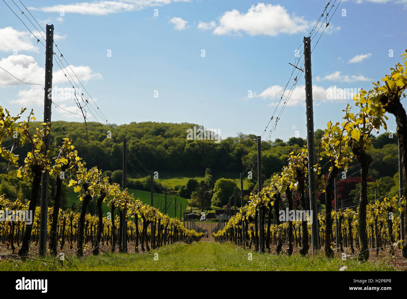 Cette ans vignes entrent en feuille, à Hambledon Vineyard situé sur le South Downs près de Waterlooville dans Hampshire Banque D'Images