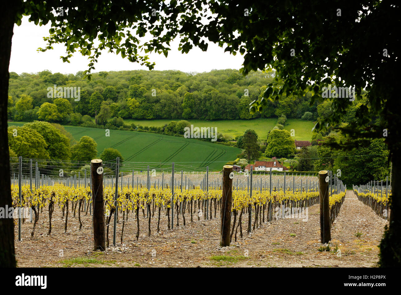 Cette ans vignes entrent en feuille, à Hambledon Vineyard situé sur le South Downs Banque D'Images