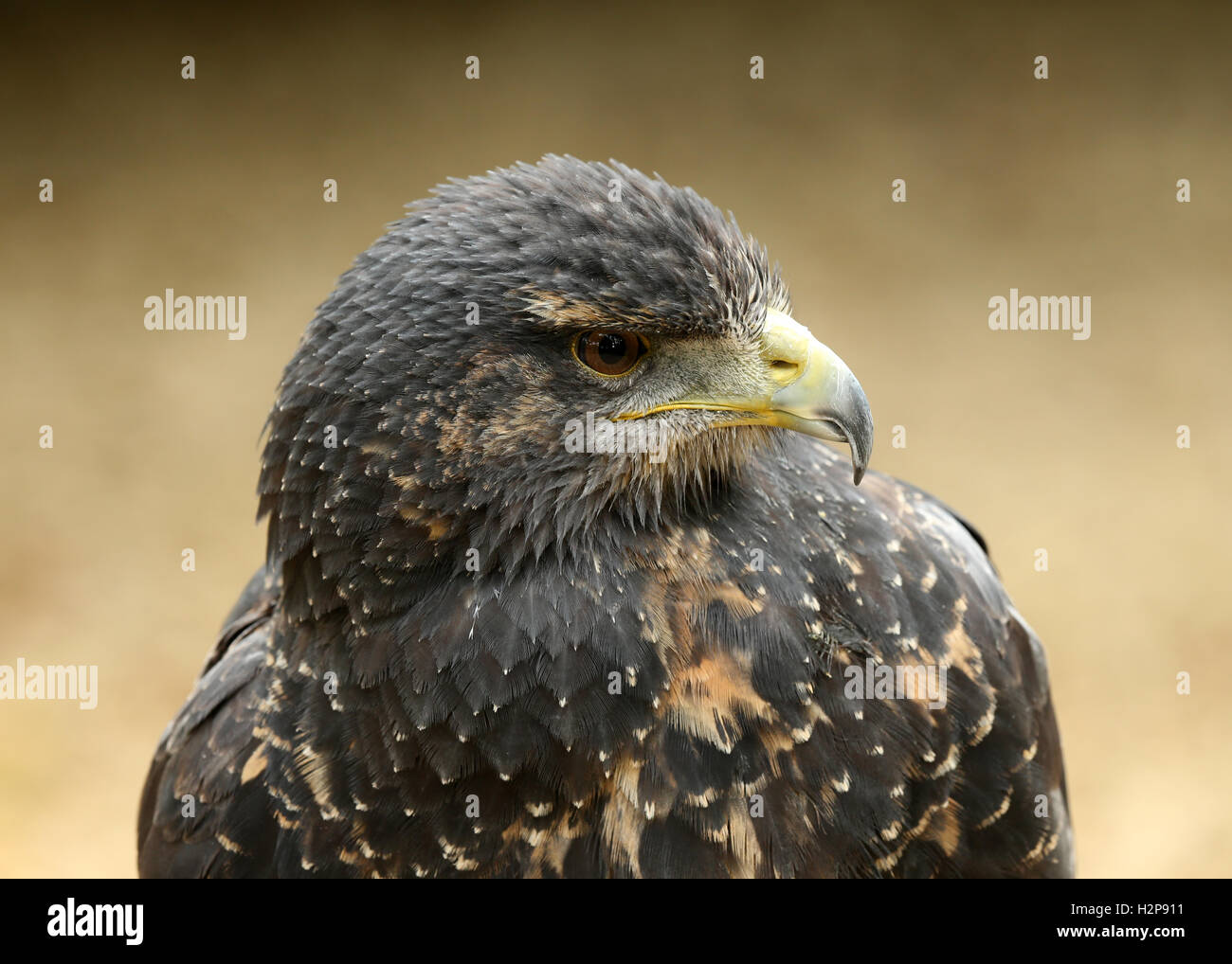 Portrait d'un Chilien Blue Eagle Buzzard Banque D'Images