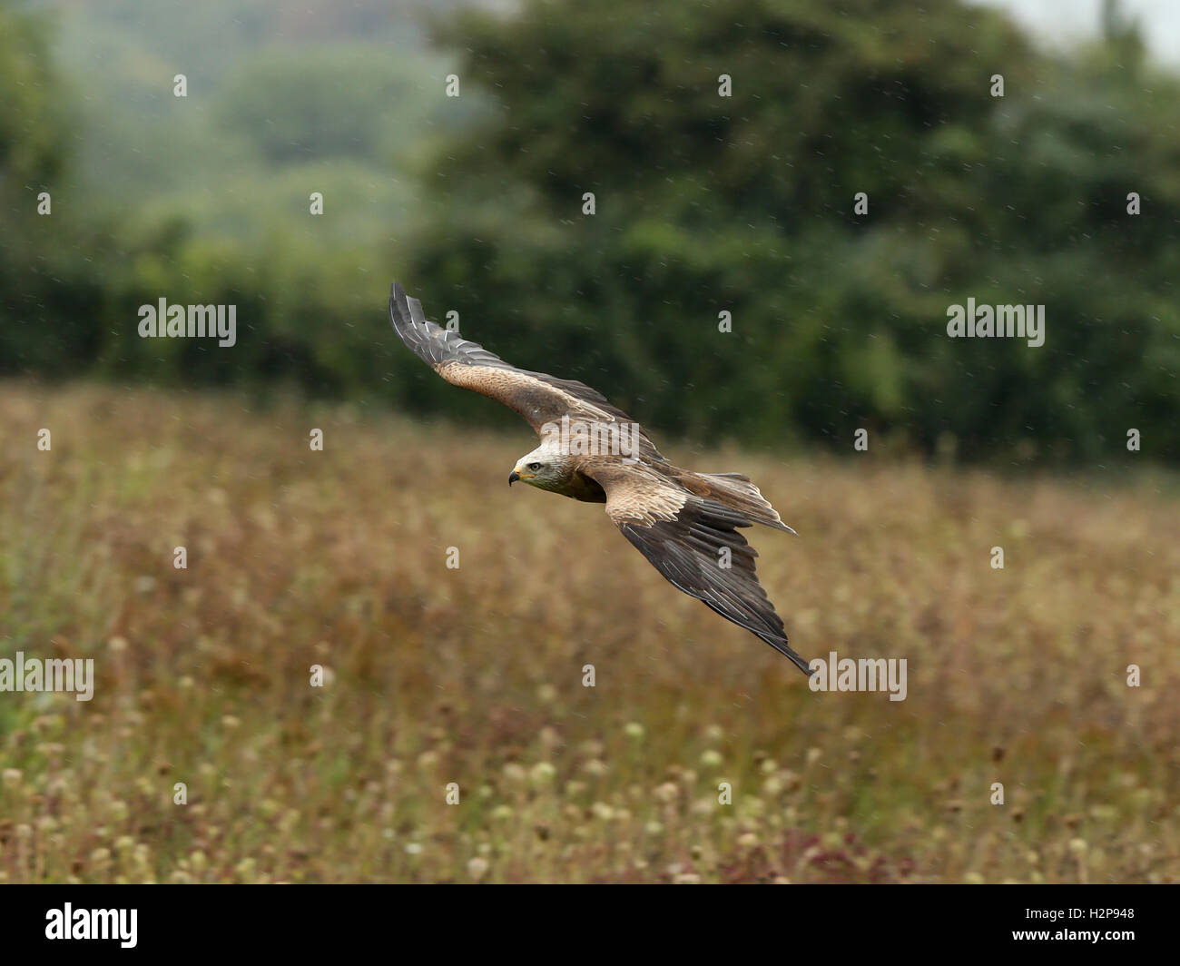Libre de cerf-volant sur une prairie de fleurs sauvages sous la pluie Banque D'Images