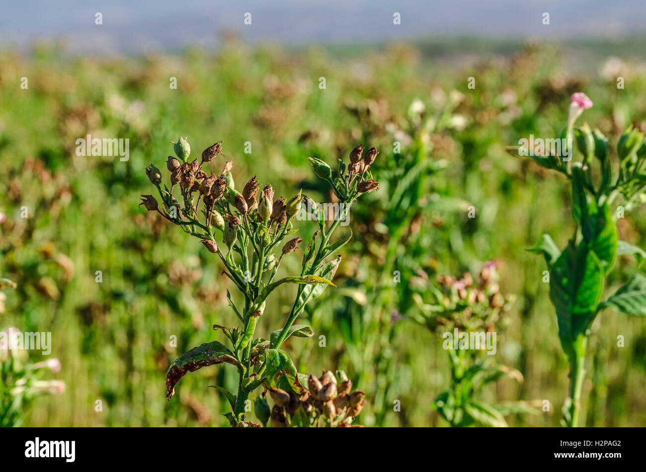 Plante de nicotine Banque de photographies et d’images à haute