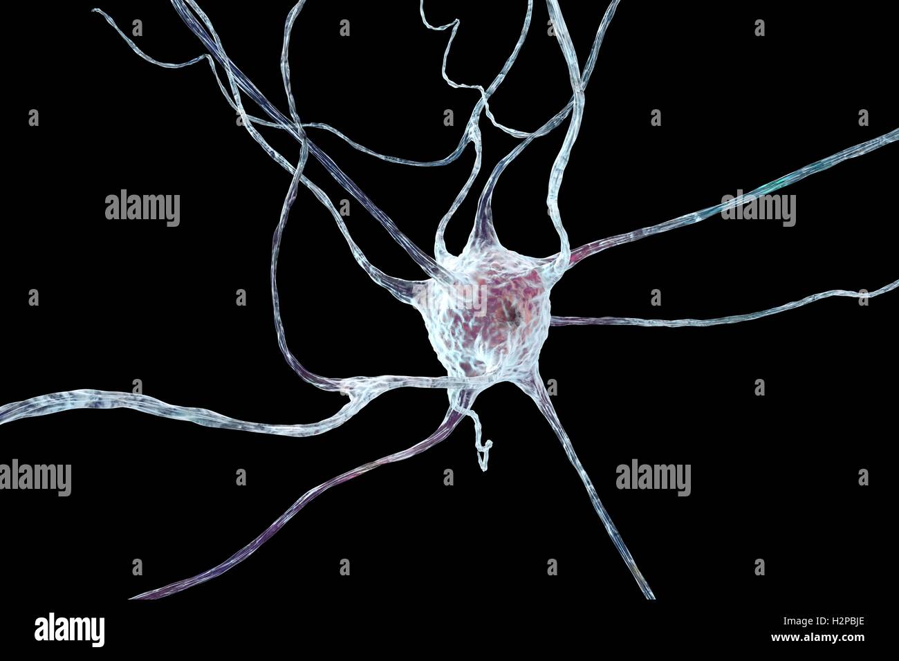 Cellule nerveuse. L'oeuvre de l'ordinateur d'une cellule nerveuse, ou neurone. Banque D'Images