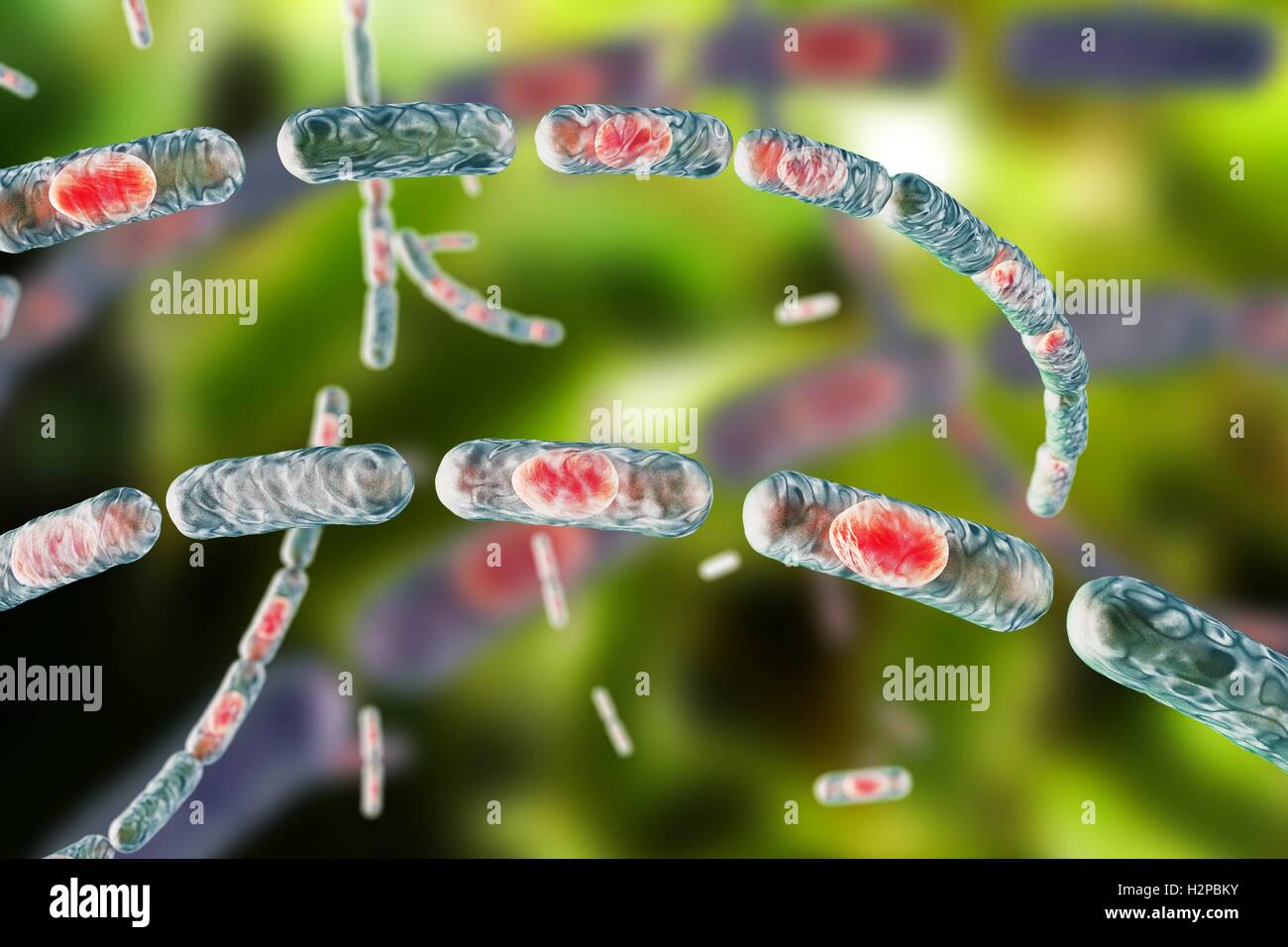 La bactérie du charbon, illustration de l'ordinateur. La bactérie du charbon (Bacillus anthracis) sont la cause de la maladie de l'anthrax dans l'homme et le bétail. Ils sont Gram positif bactéries productrices de spores disposées en chaînes (streptobacilli). De nombreuses cellules ont un spore (rouge). Banque D'Images