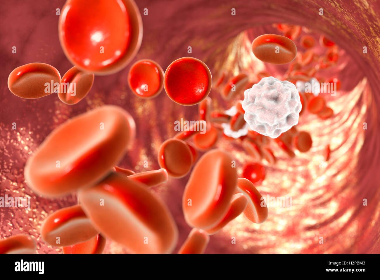 Les cellules de sang, illustration de l'ordinateur. Les globules rouges et blancs à l'intérieur d'un vaisseau sanguin. Banque D'Images
