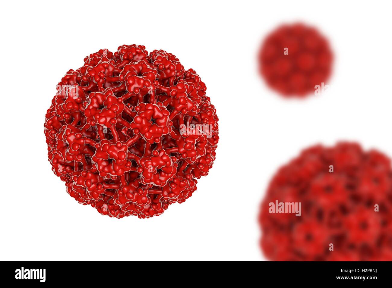 Le virus du papillome humain (VPH), l'illustration de l'ordinateur. Les verrues HPV, qui sont surtout présentes sur les mains et les pieds. Certaines souches également infecter les organes génitaux. Bien que la plupart des verrues sont bénins (non cancéreux), certaines souches de VPH ont été associés à Banque D'Images