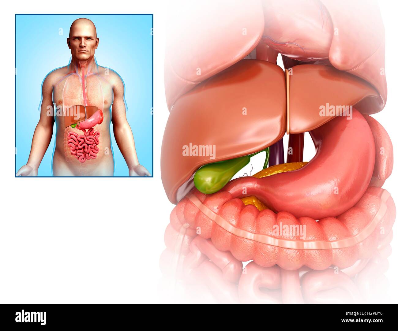 Illustration de l'anatomie de l'estomac et du foie. Banque D'Images