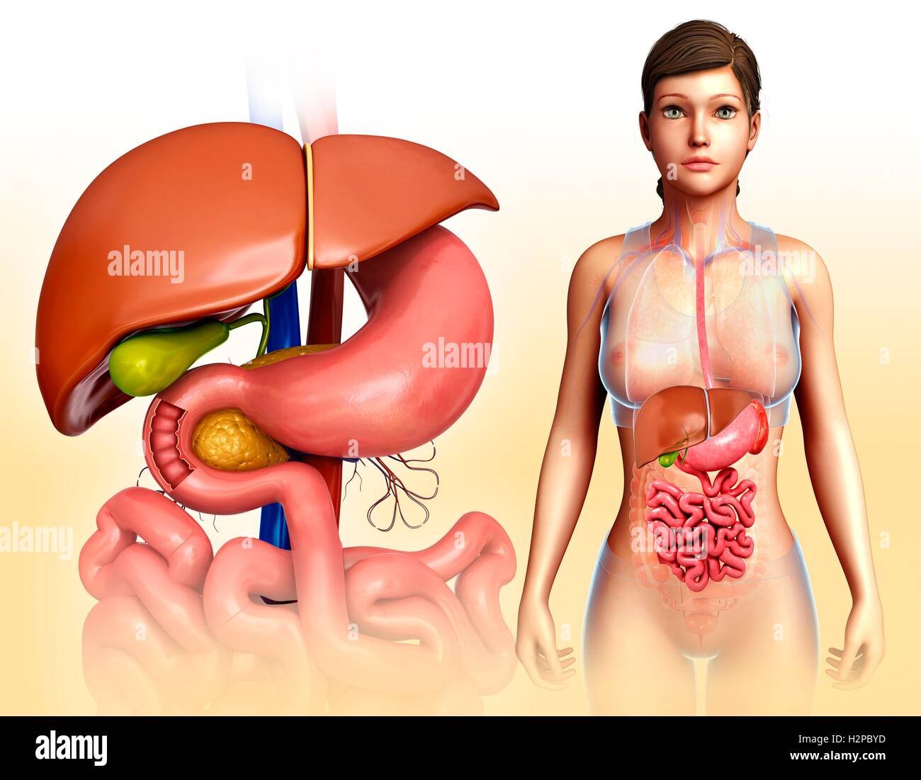 Illustration de femme foie et système digestif anatomie. Banque D'Images