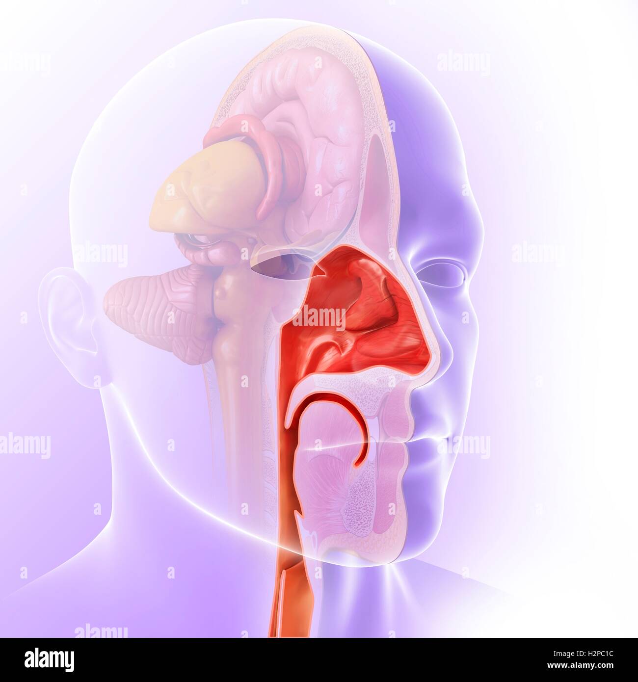 Illustration de l'anatomie de la cavité nasale. Banque D'Images