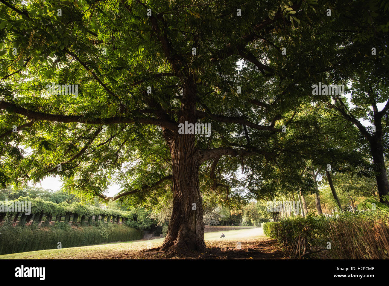 Un bel arbre dans un parc à Cologne, soleil d'automne et d'une personne seule assise dans l'arrière-plan Banque D'Images Un bel arbre dans un parc à Cologne, soleil d'automne et d'une personne seule assise dans l'arrière-plan Banque D'Images
