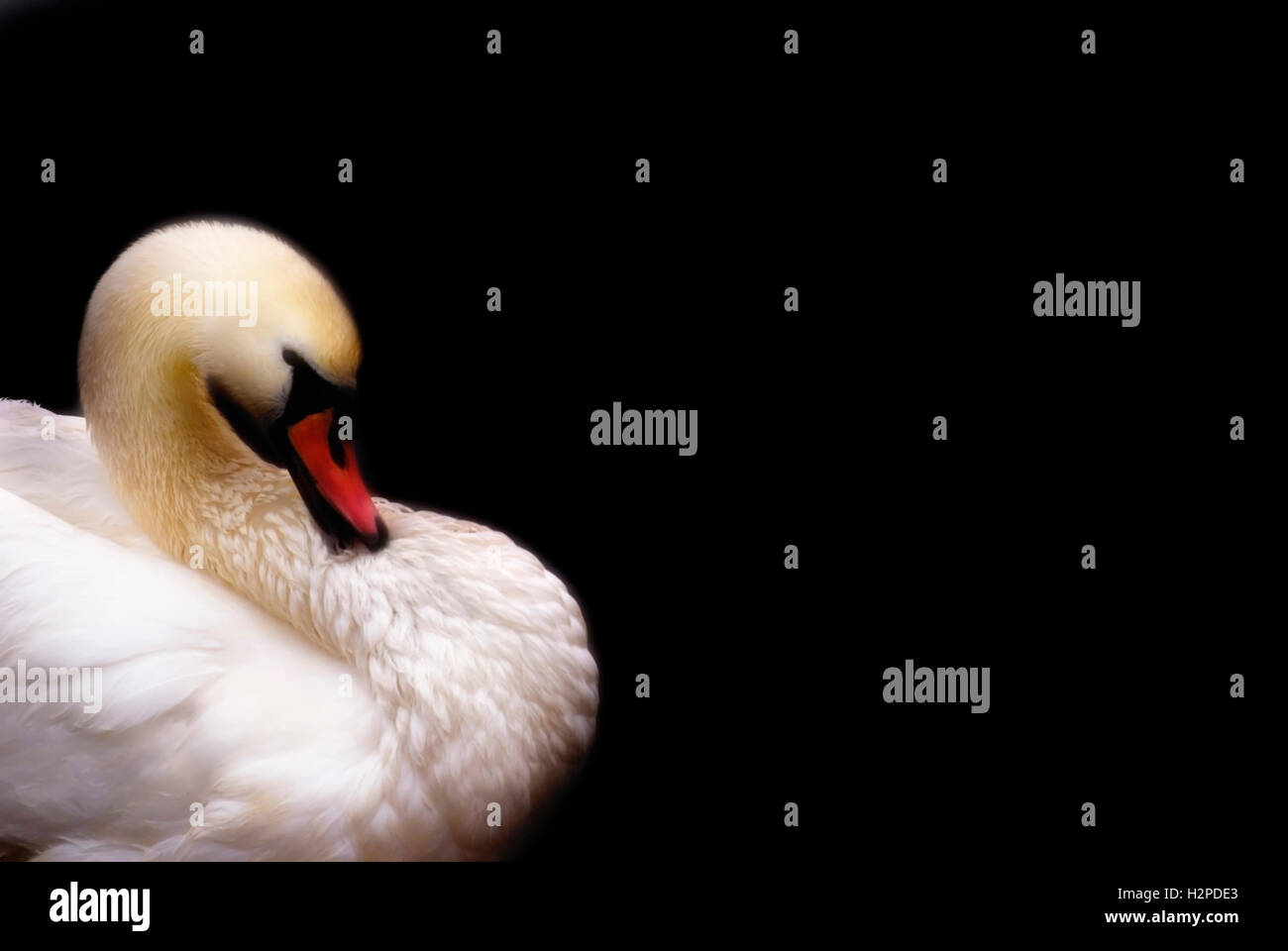 Cygne tuberculé blanc isolé Banque D'Images