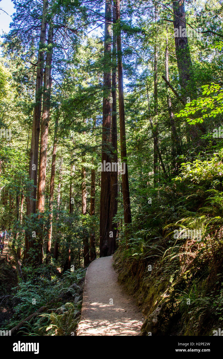 Sentier de randonnée dans le Muir Woods National Monument près de San Francisco, Californie, USA. Banque D'Images