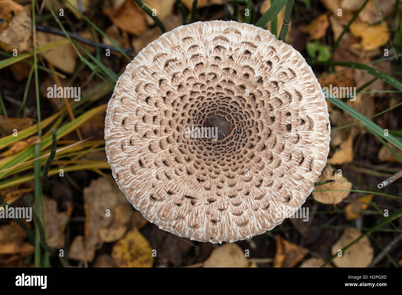 Parasol Mushroom Edible Large Banque De Photographies Et D images parasol-mushroom-edible-large-banque-de-photographies-et-d-images