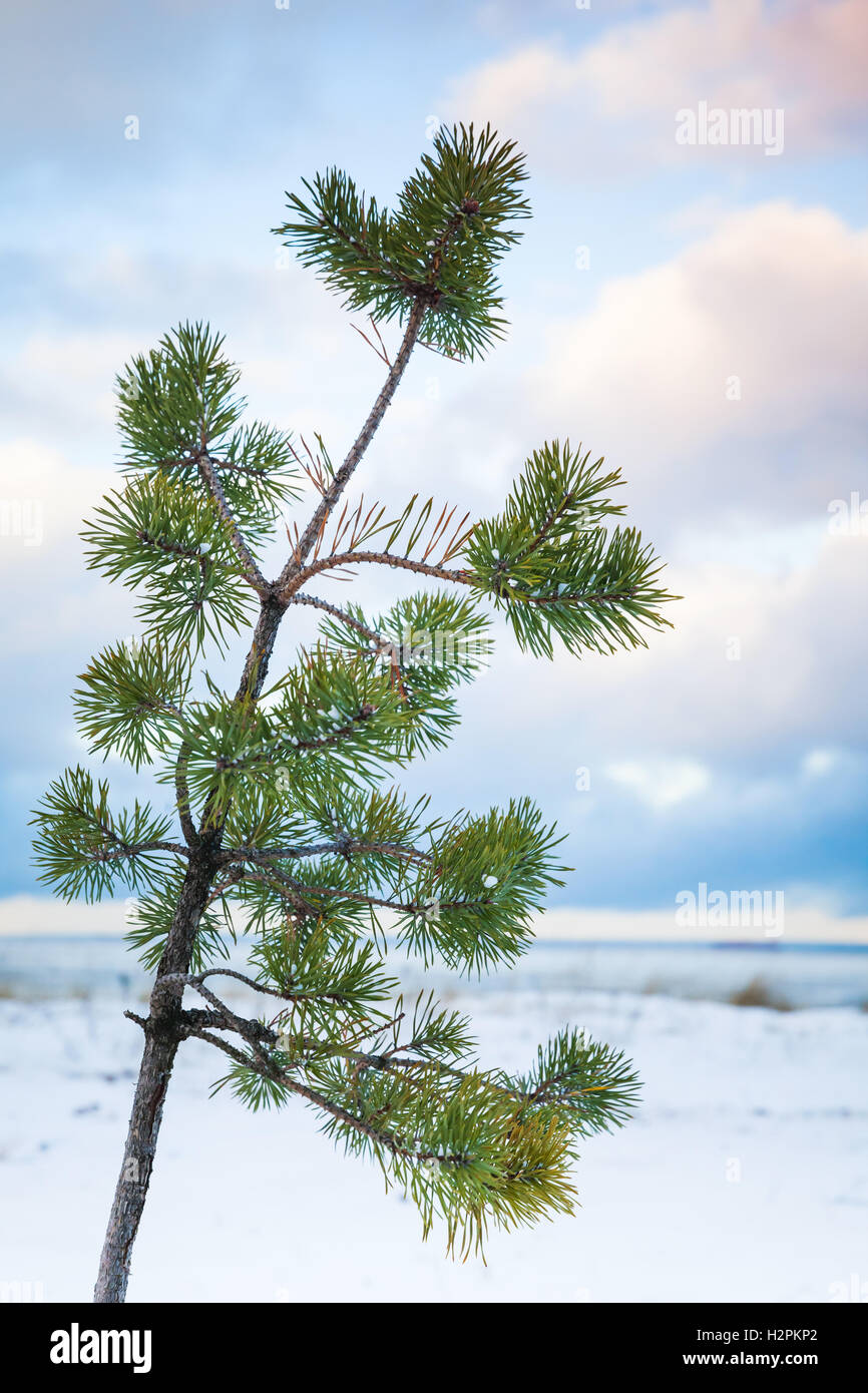 Pin petit arbre pousse sur la côte de la mer Baltique. Golfe de Finlande, la Russie, la saison d'hiver Banque D'Images