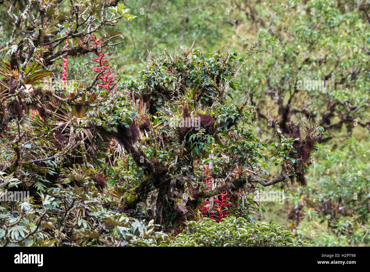 Végétation colorée dans la forêt de nuages d'Andes. L'Équateur, en Amérique du Sud. Banque D'Images