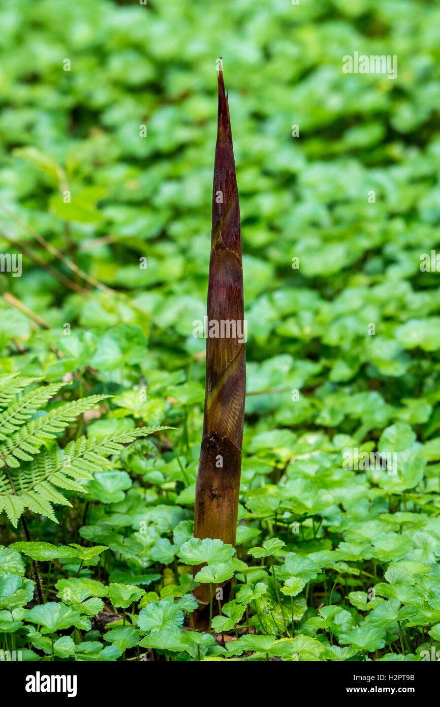 Une pousse du bambou perce à travers la végétation verte en forêt tropicale. L'Équateur, en Amérique du Sud. Banque D'Images