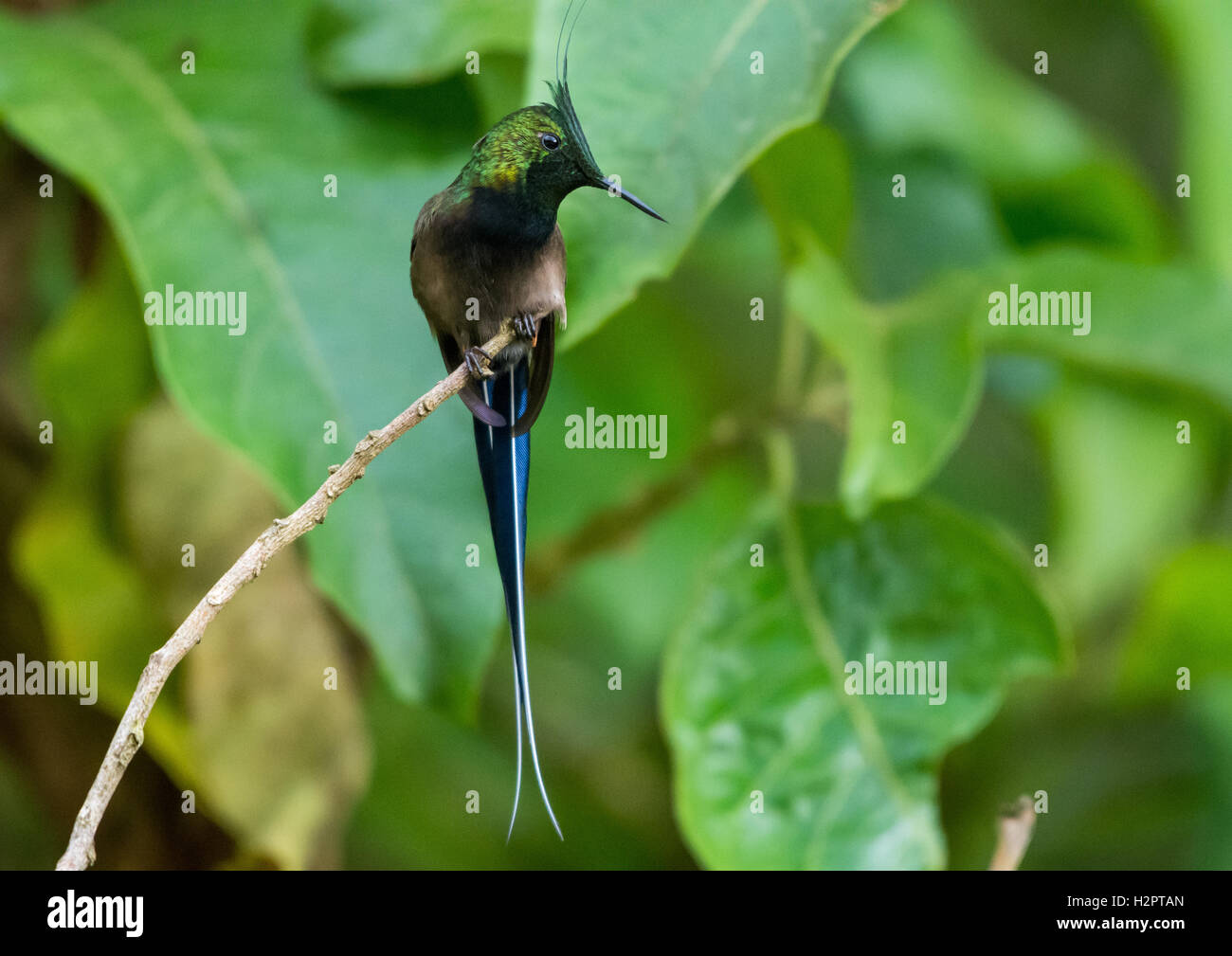 Un fil-crested Thorntail (Discosura popelairii) perché sur une branche. L'Équateur, en Amérique du Sud. Banque D'Images