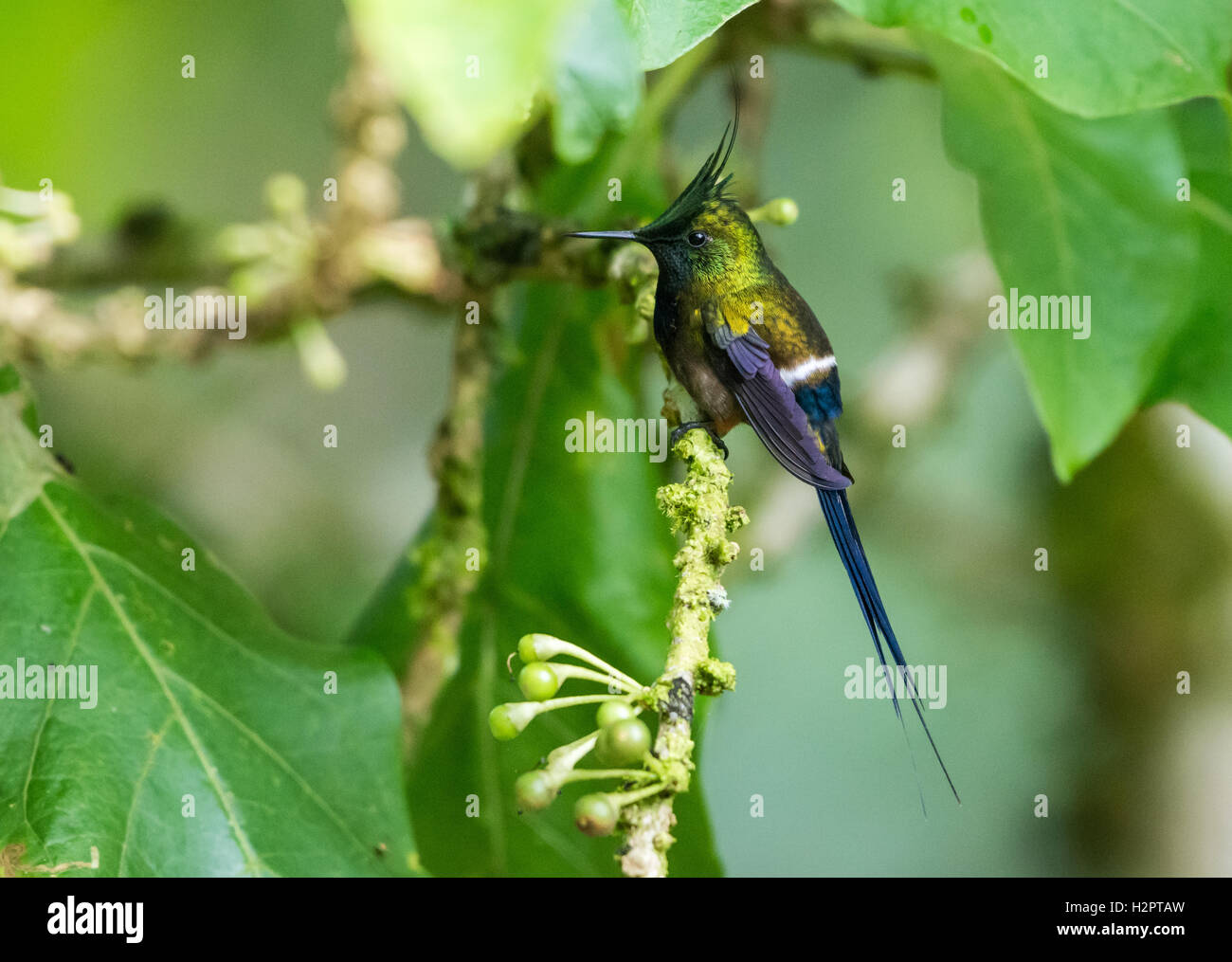Un fil-crested Thorntail (Discosura popelairii) perché sur une branche. L'Équateur, en Amérique du Sud. Banque D'Images