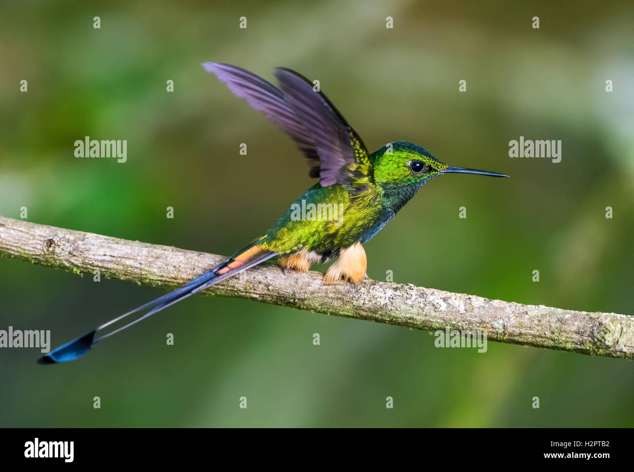 Démarré un racket-queue (Ocreatus underwoodii) battre ses ailes sur une branche. L'Équateur, en Amérique du Sud. Banque D'Images