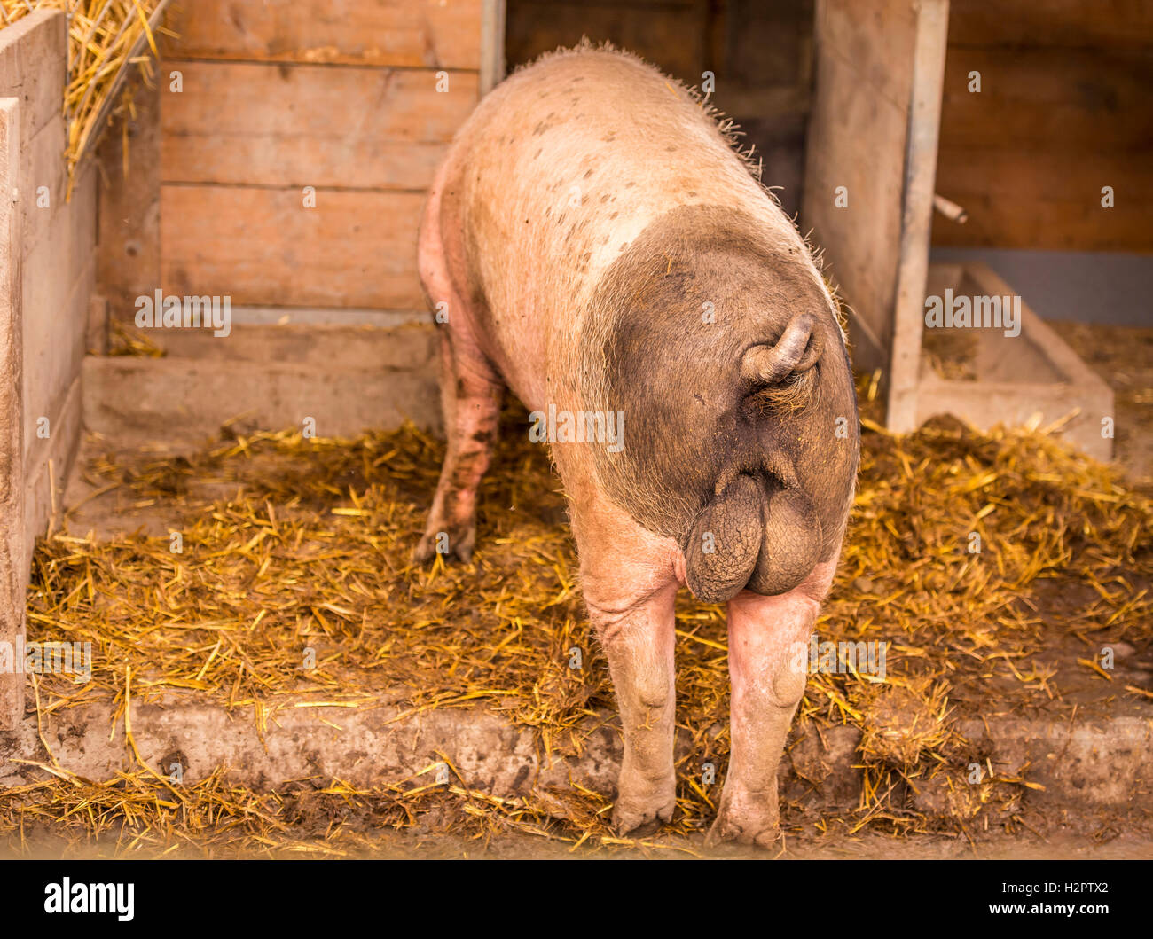 Cochon mâle souabe vue arrière Banque D'Images