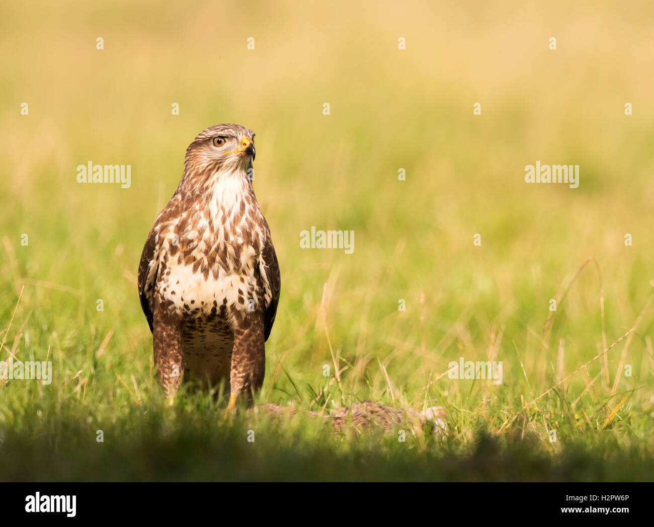 Wild Buse variable, Buteo buteo au sol se nourrissant d'un lapin dans les premières heures du soleil, Warwickshire Banque D'Images