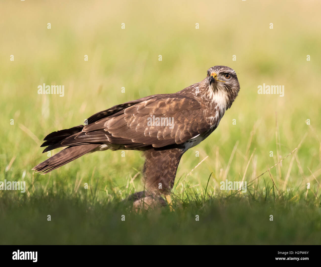 Wild Buse variable, Buteo buteo au sol se nourrissant d'un lapin dans les premières heures du soleil, Warwickshire Banque D'Images