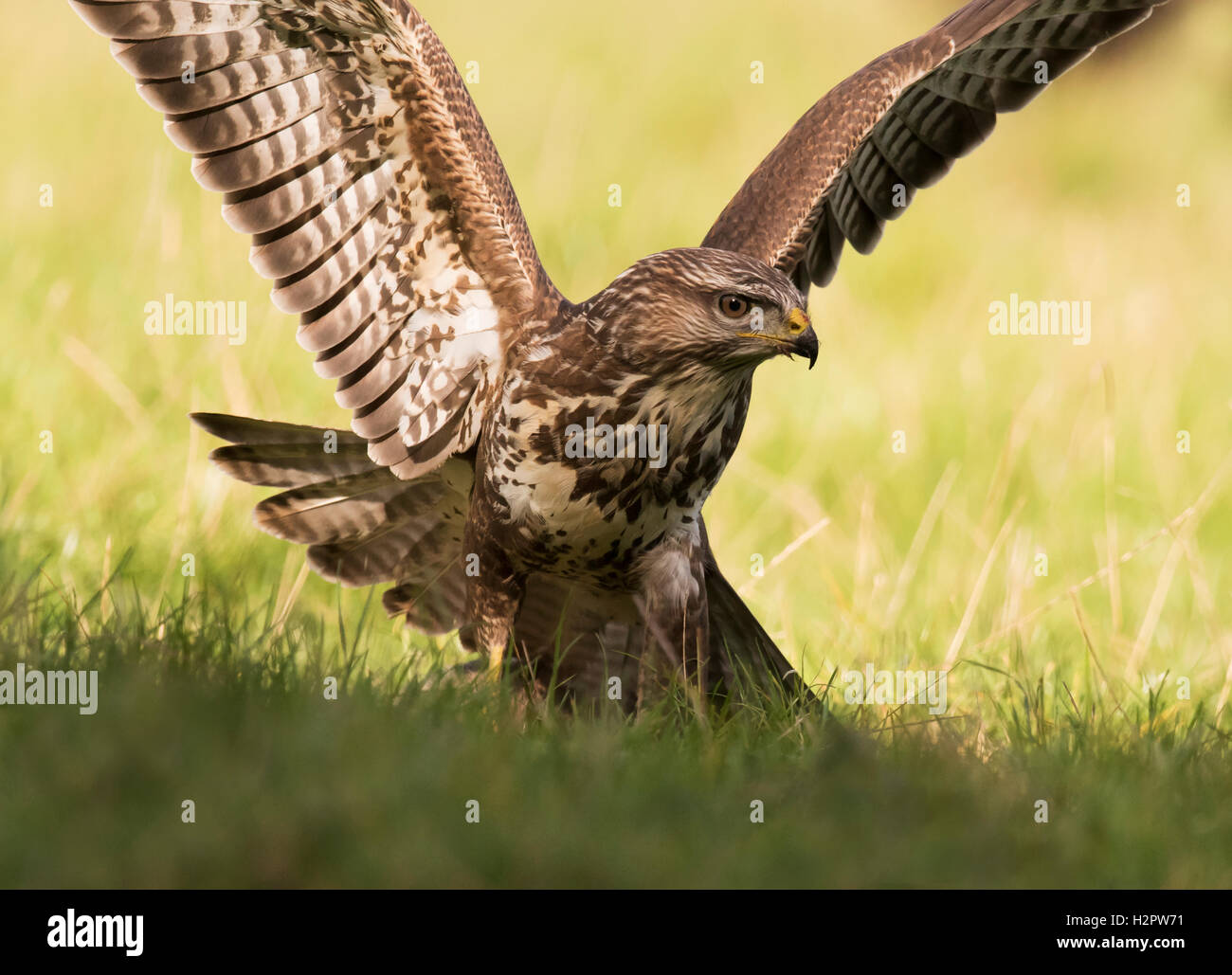 Close up image d'un sauvage, Buse variable Buteo buteo décollant de terres agricoles Warwickshire Banque D'Images