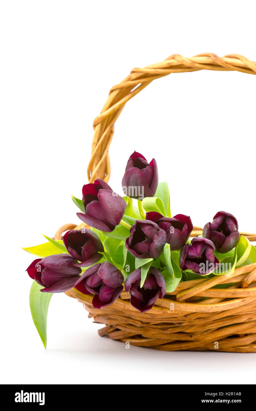 Tulipes pourpres dans un panier Banque D'Images