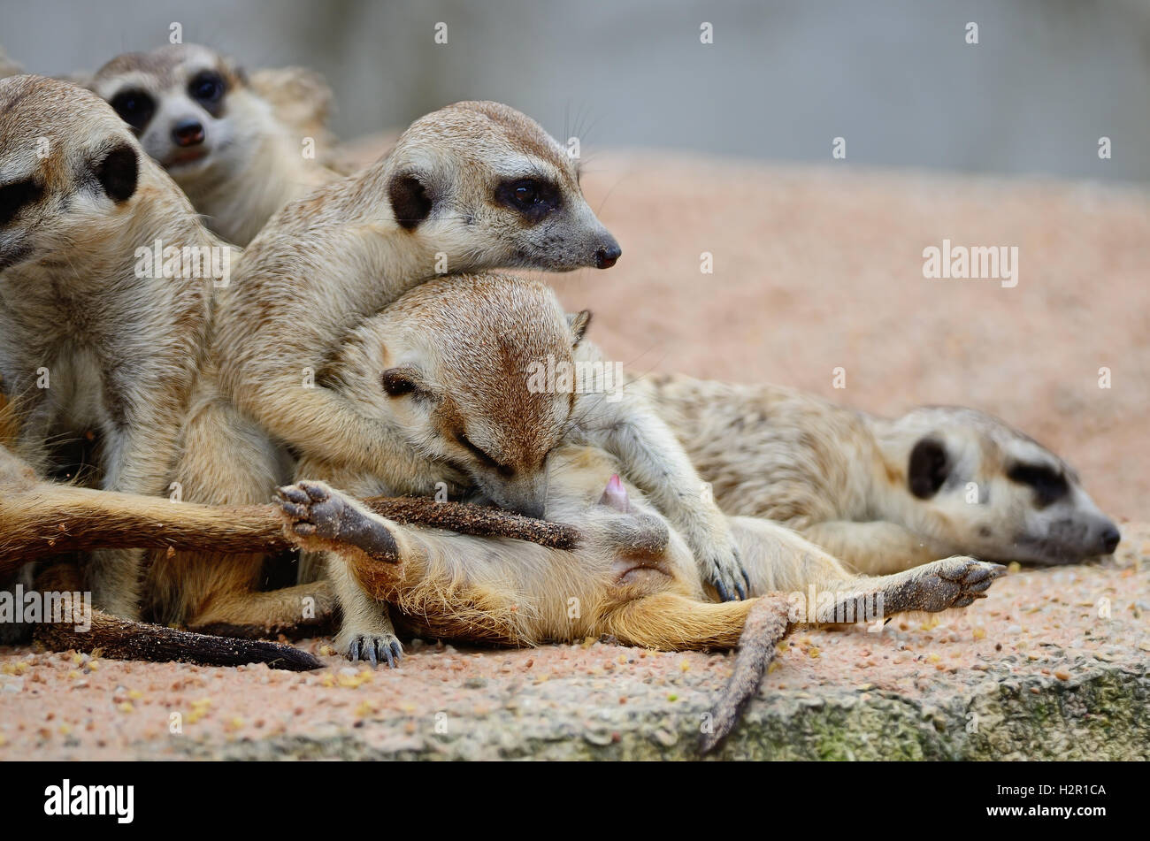 Meerkat Banque D'Images Meerkat Banque D'Images