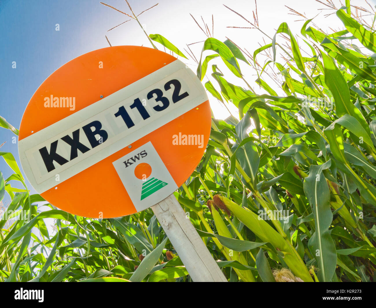 Les plantes de maïs et un signe qui fournit des informations concernant les espèces de cultures spécifiques plantés sur un terrain d'essai à l'extérieur en Suisse Banque D'Images