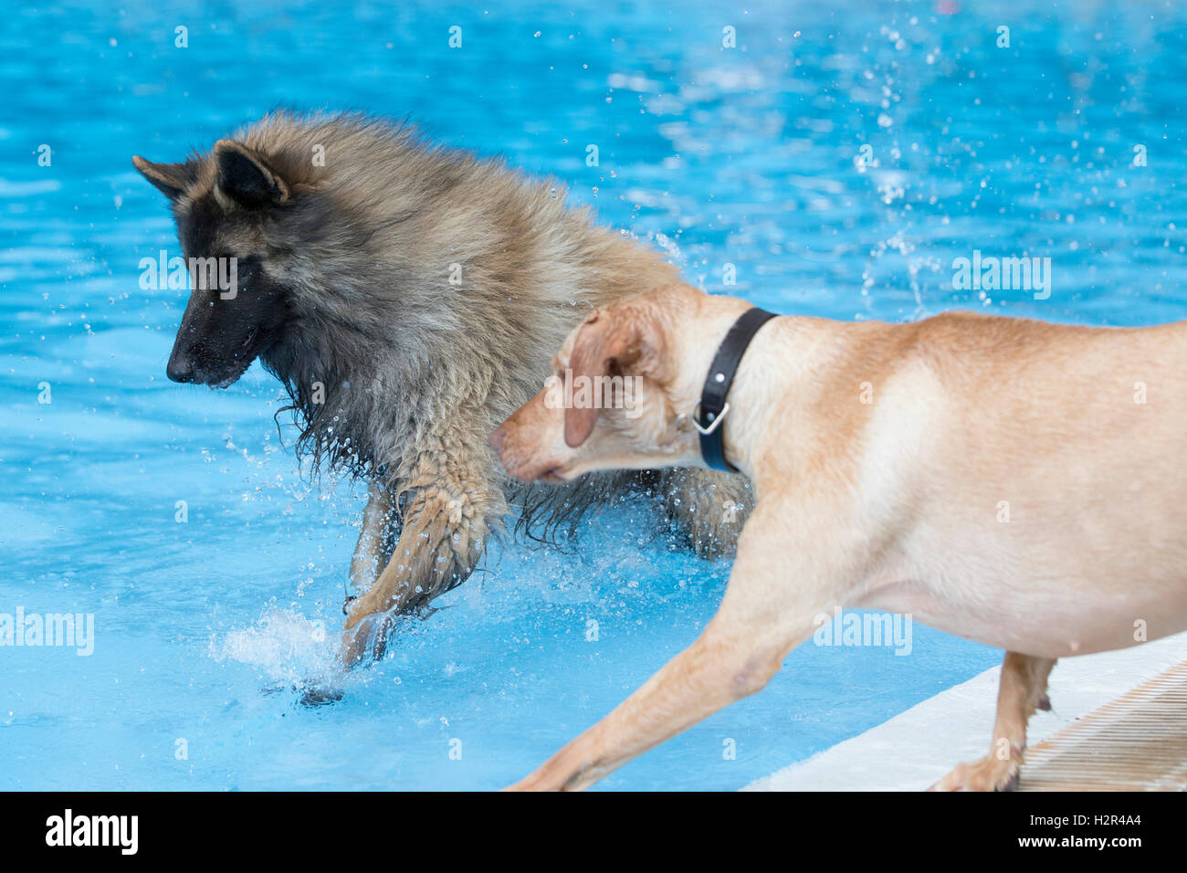 Deux chiens qui courent dans la piscine, l'eau bleue Banque D'Images