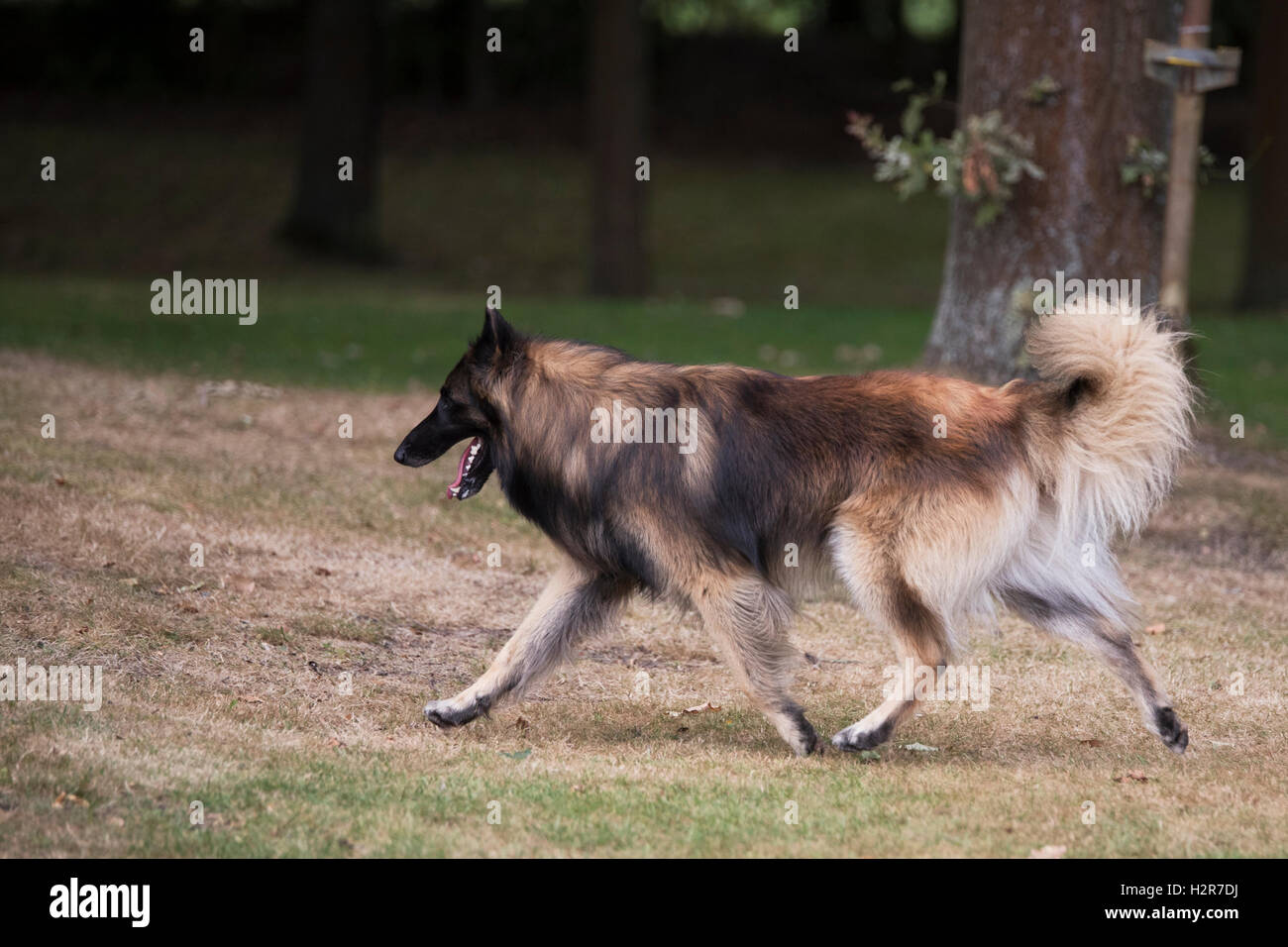Chien Berger Belge Tervuren Courir Dans Les Bois Banque D