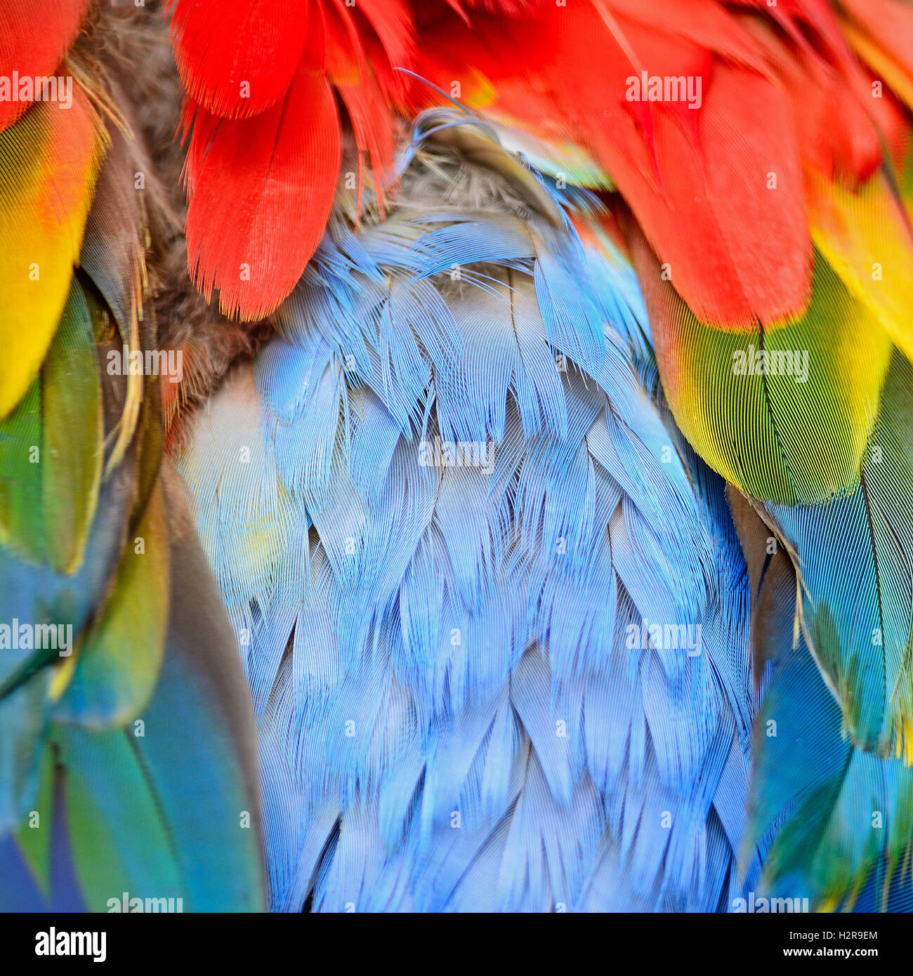 Ara rouge plumes Banque D'Images